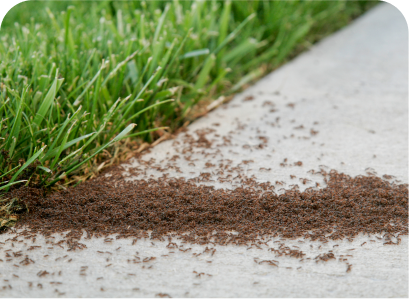 Top 5 Signs of a Pest Infestation